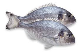 Verse visverwerking bij KolFish